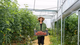 [Ảnh] Mùa thu hoạch cà chua ở Sa Pa
