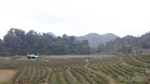 Hiệu quả từ những mô hình sản xuất mới ở Lùng Phình