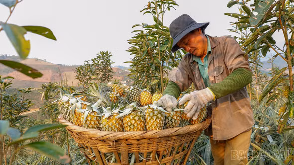 Trái ngọt vùng biên