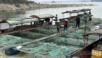 Mưu sinh trên lòng hồ