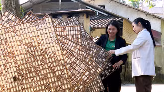 Cán bộ Hội Nông dân xã Trấn Yên kiểm tra chất lượng kén tằm vụ Thu Đông năm 2025.