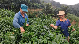 Ông Nguyễn Văn Vinh (bên trái) tranh thủ lên nương từ sớm để thu hái chè.