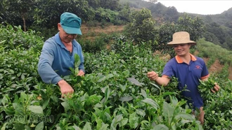 Ông Nguyễn Văn Vinh (bên trái) tranh thủ lên nương từ sớm để thu hái chè.
