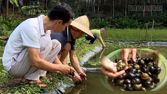 Hiệu quả mô hình nuôi ốc nhồi thương phẩm tại xã Bảo Ái