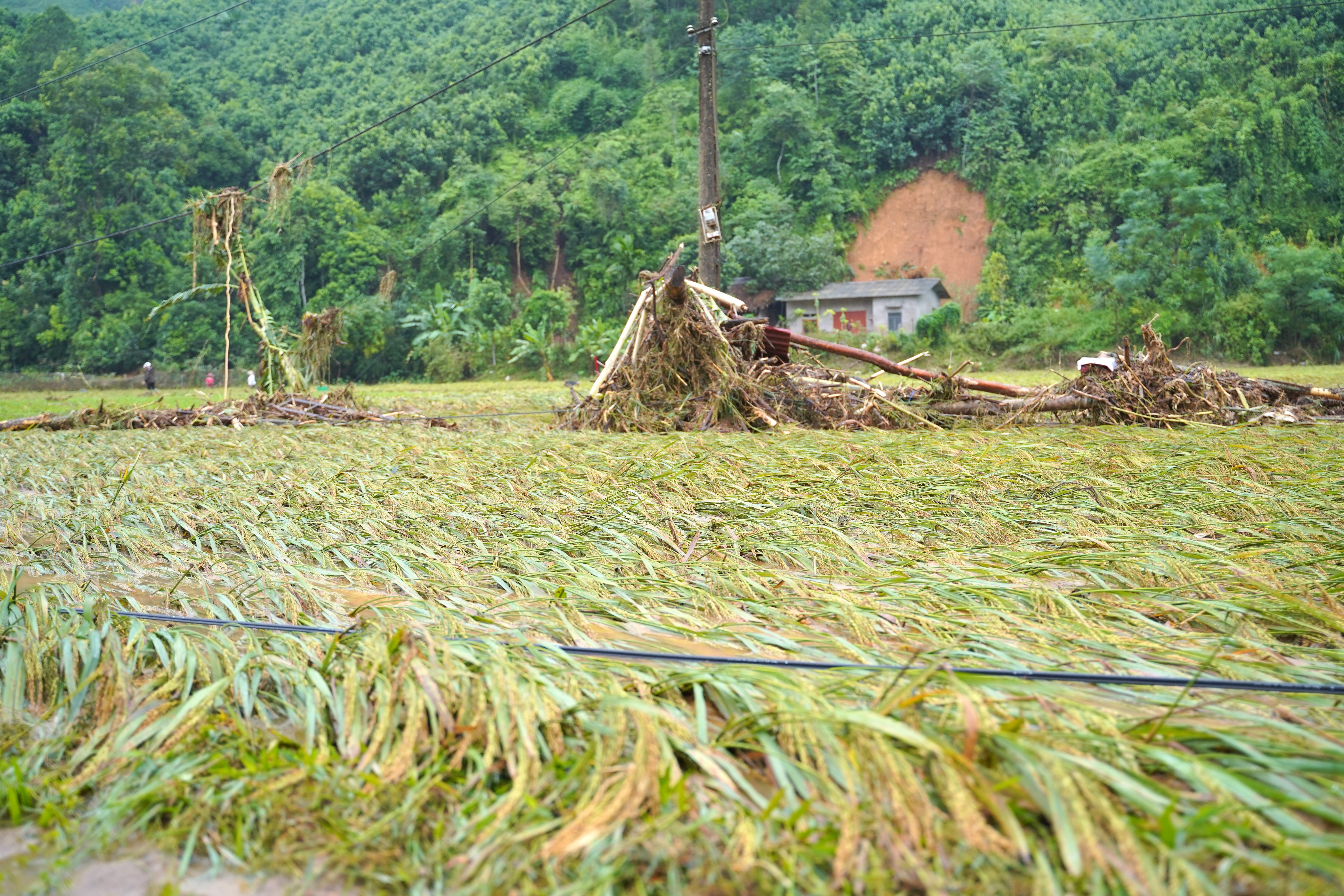 Nhiều diện tích lúa tại thôn Bản Bến bị thiệt hại. dsc00140.jpg