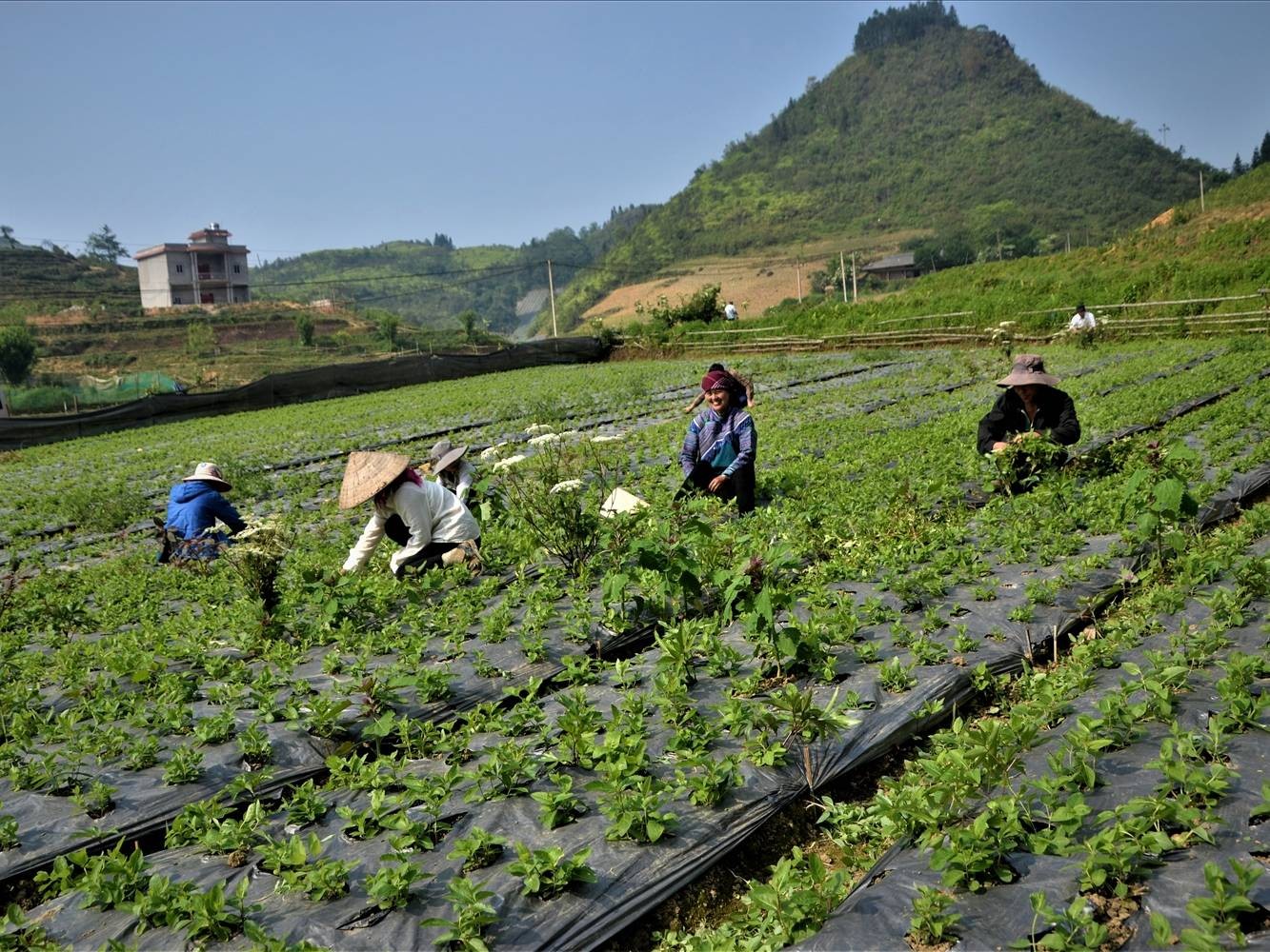 Người dân Bắc Hà có thu nhập ổn định từ trồng cây dược liệu. cat-canh-sinh-ke-ben-vung-noi-reo-cao-bac-ha-65184c9459e29.jpg