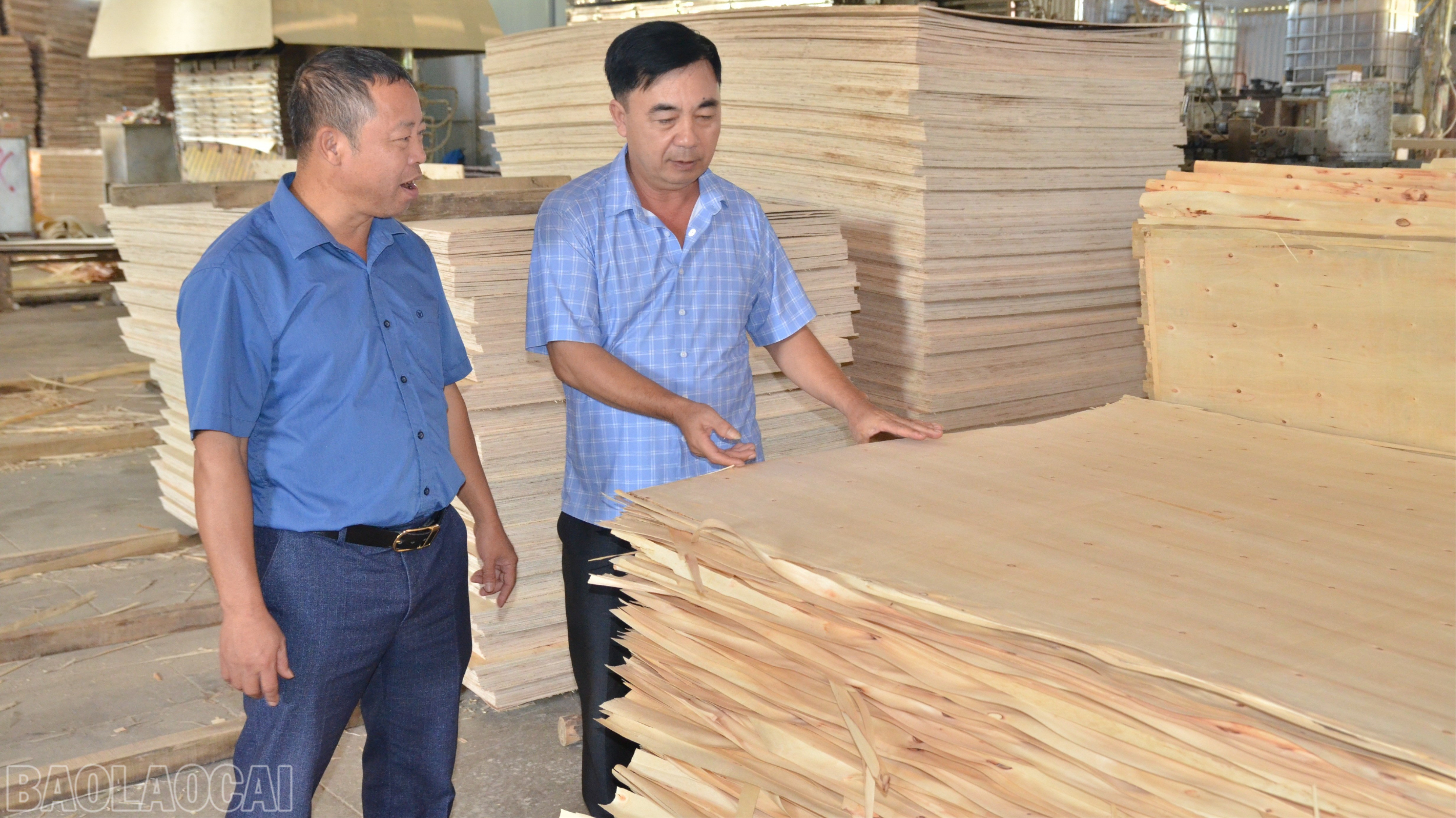 Tjänstemän från partibyggnadskommittén i Lam Giang kommun inspekterade anläggningen för skalning av planterat skogsvirke och produktion av plywood för export tillhörande partimedlemmen Dao Van Hong (höger), Vinh Lam bys particell. baolaocai-bl_dsc-5887-9351.jpg