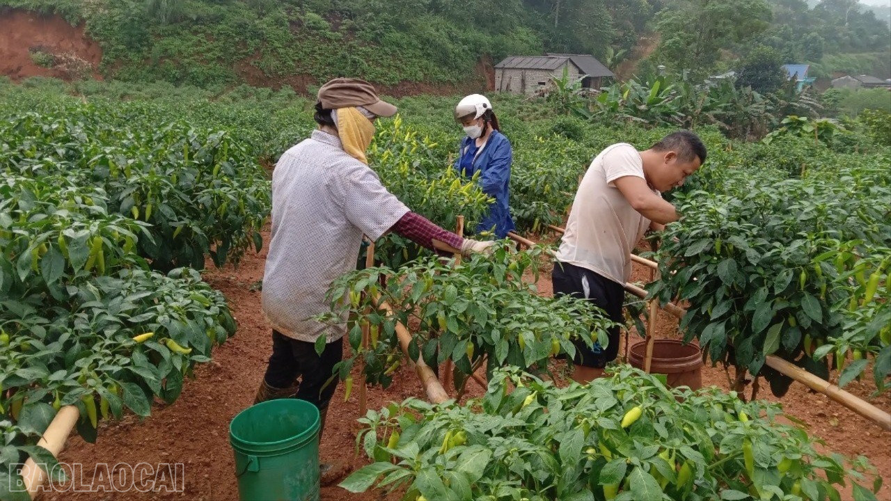 Mô hình kinh tế tổng hợp trên địa bàn xã Nghĩa Tâm tạo việc làm, thu nhập ổn định cho người dân. baolaocai-bl_z3921155299342-c9abcef4cbb1f57251b8b17220c5d24f-157.jpg