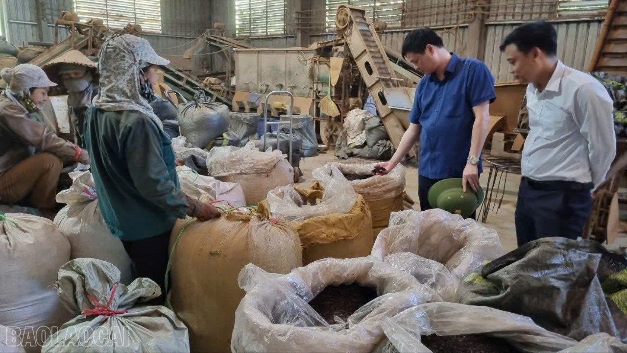 Lãnh đạo Đảng ủy xã Nghĩa Tâm kiểm tra mô hình kinh tế tổng hợp trên địa bàn. baolaocai-bl_gen-h-z7016492446093-a935c982da16f8d24c600897c5b1151e-2228.jpg