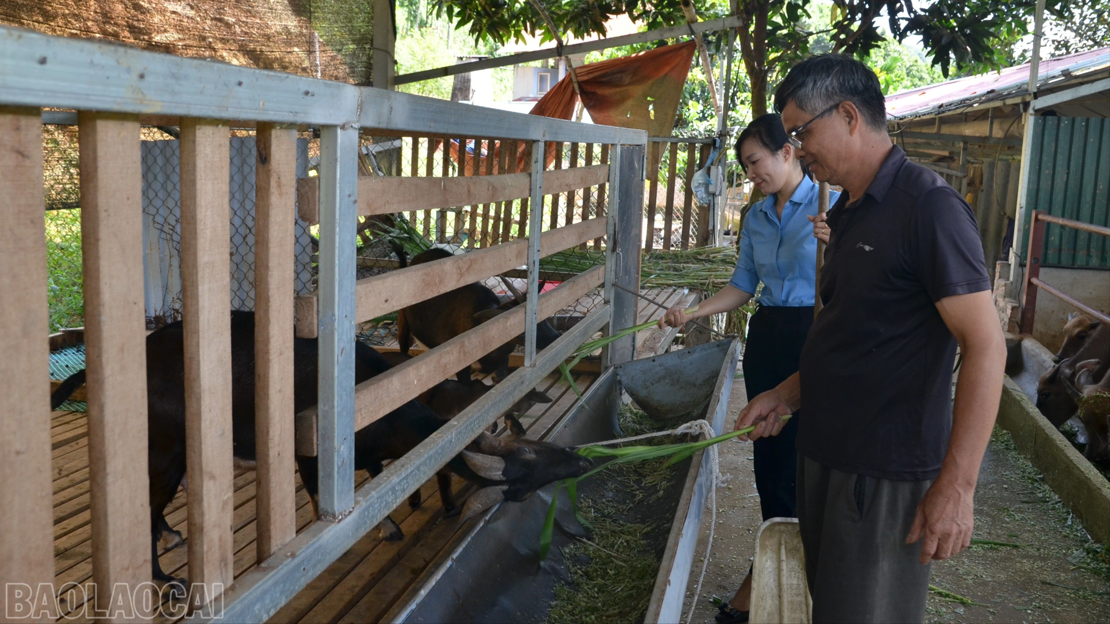 Cán bộ Hội Liên hiệp Phụ nữ xã Tân Hợp kiểm tra mô hình chăn nuôi tổng hợp của gia đình ông Thu.