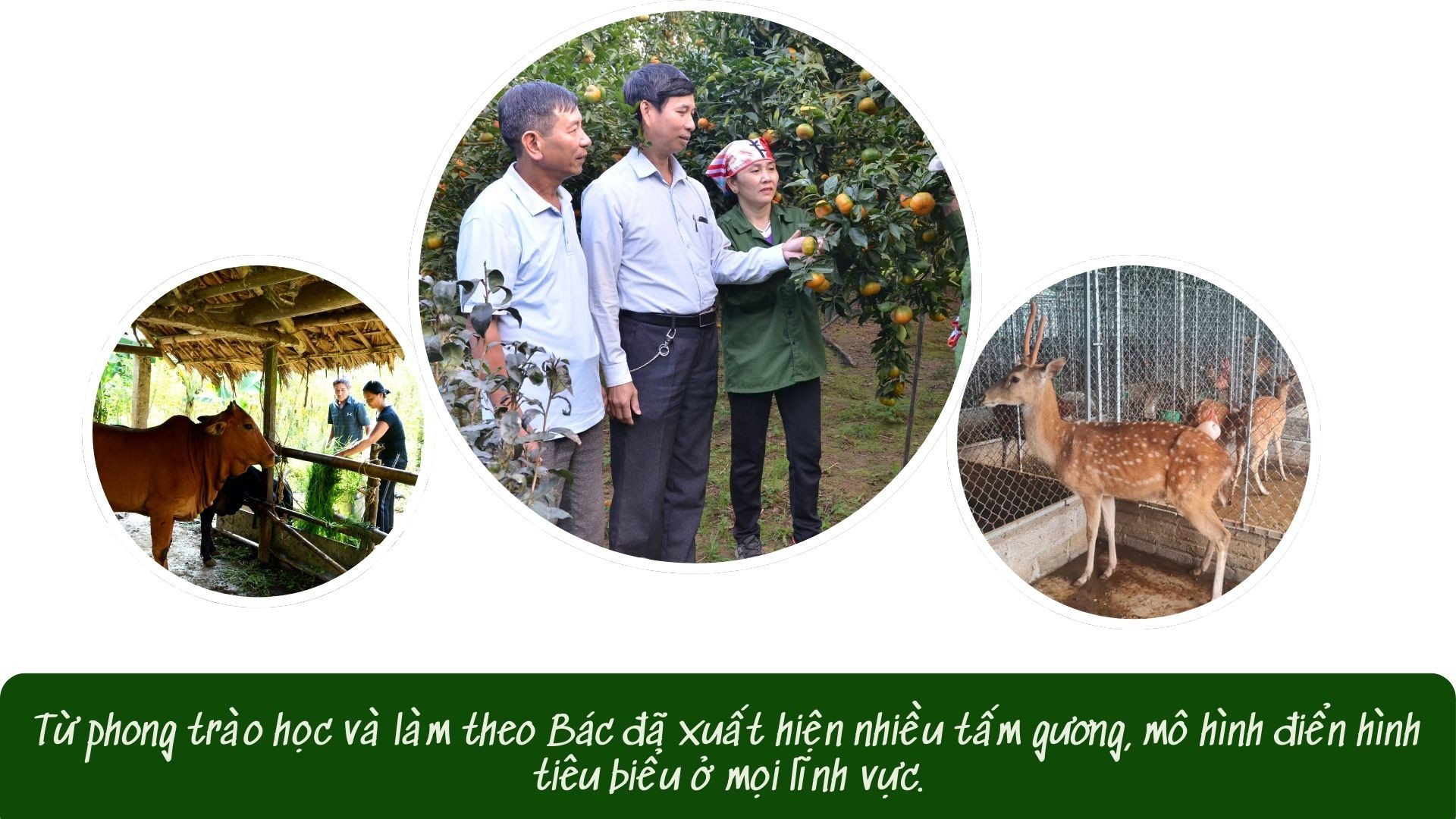 tu-phong-trao-hoc-va-lam-theo-bac-da-xuat-hien-nhieu-tam-guong-mo-hinh-dien-hinh-tieu-bieu-o-moi-linh-vuc.jpg