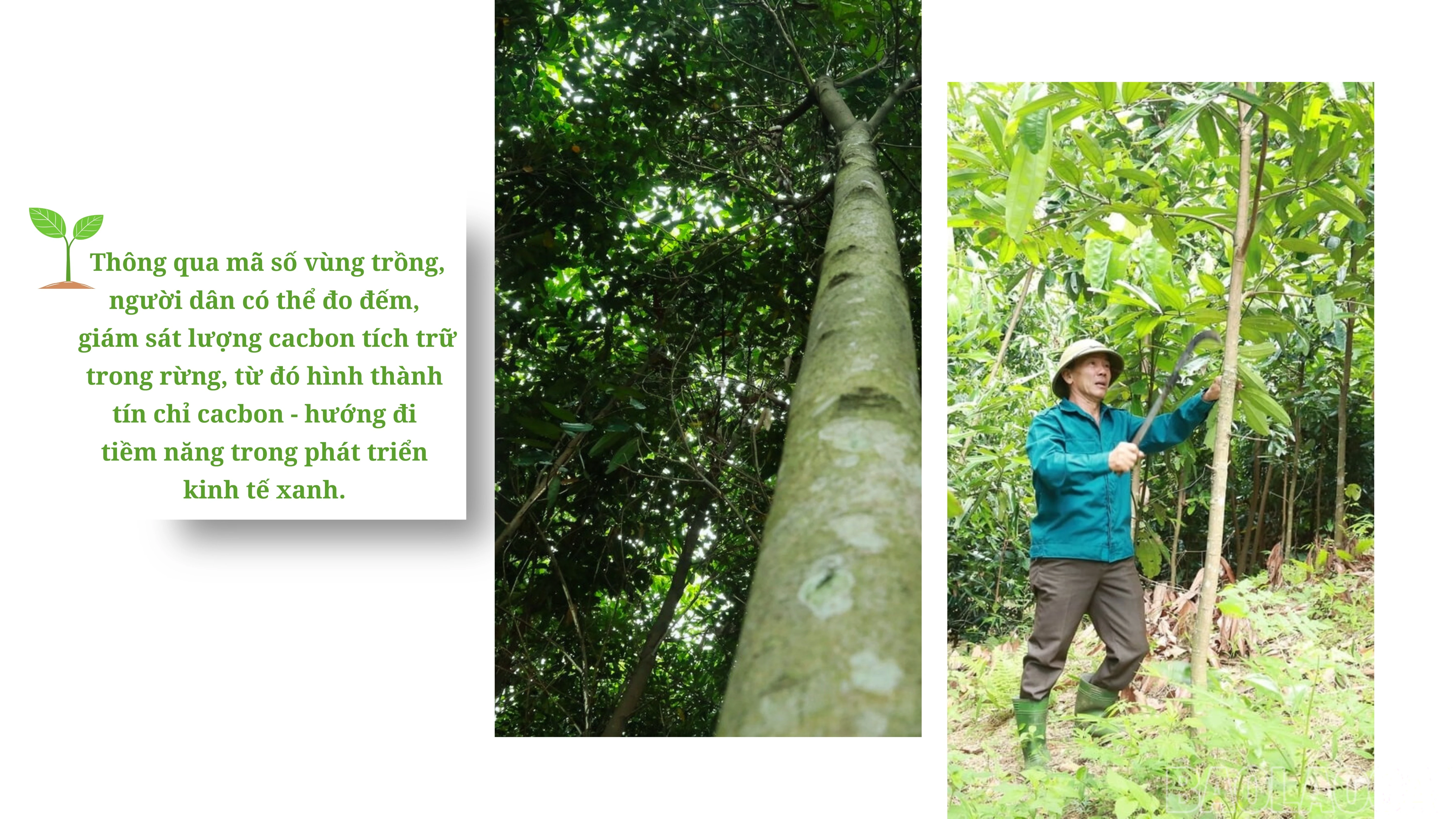 baolaocai-br_green-modern-nature-presentation.jpg