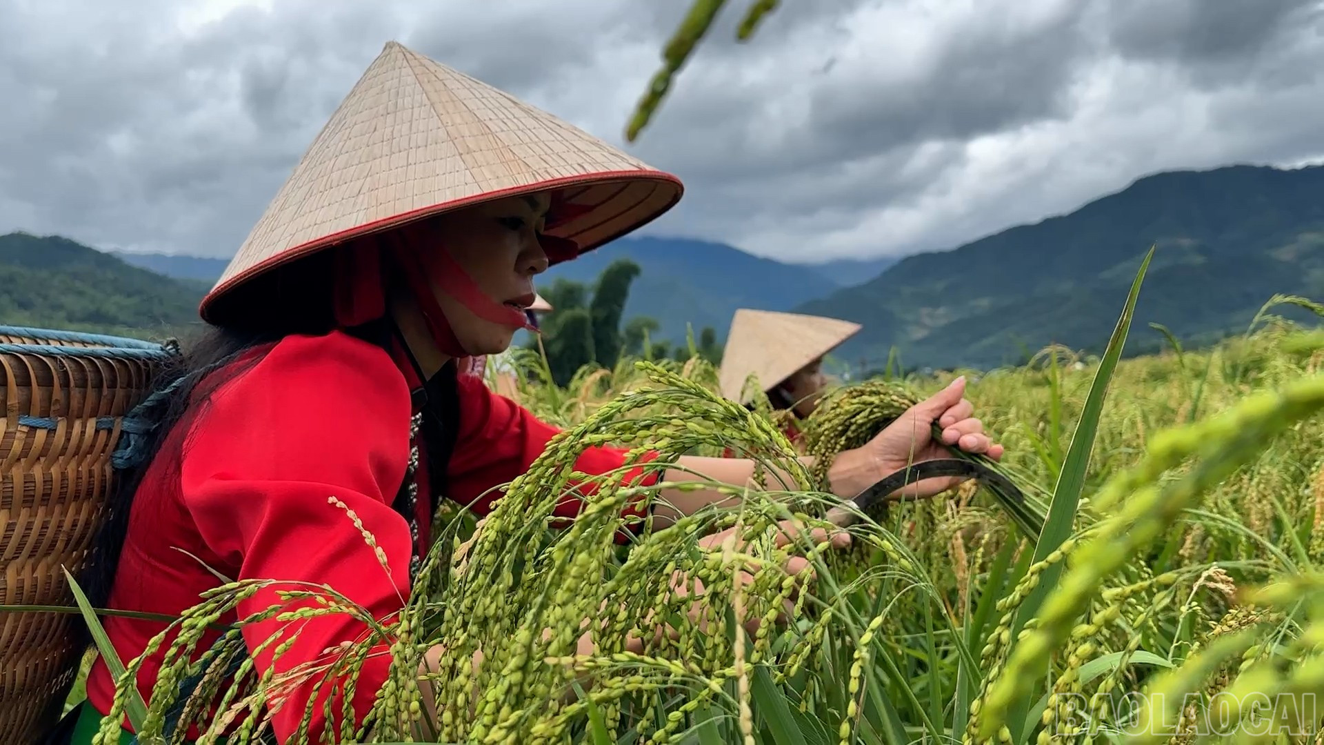 Người dân ra ruộng hái lúa non từ sáng sớm về làm cốm. baolaocai-br_sequence-0300-03-46-14still001.jpg