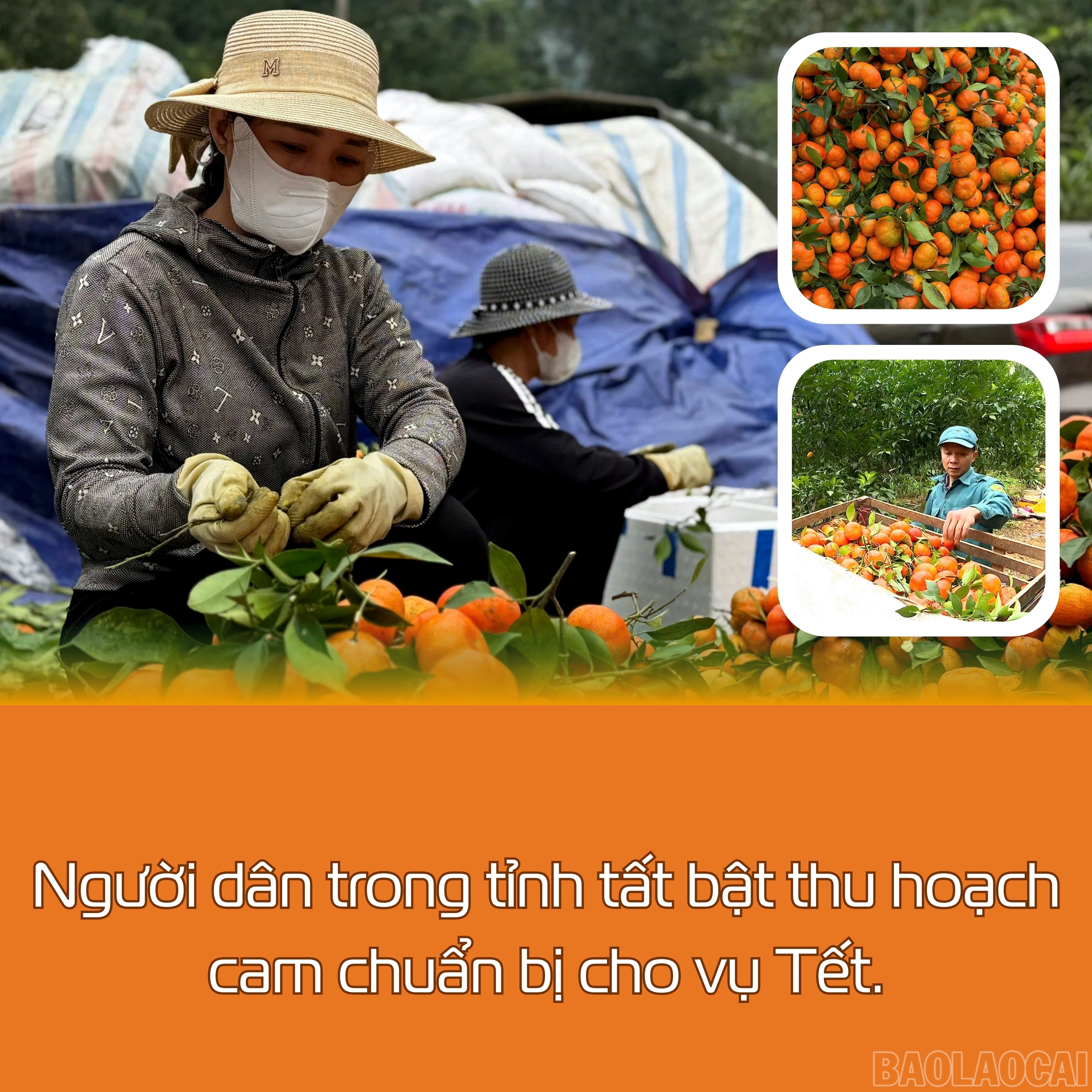 baolaocai-br_green-modern-home-gardening-service-instagram-post.jpg