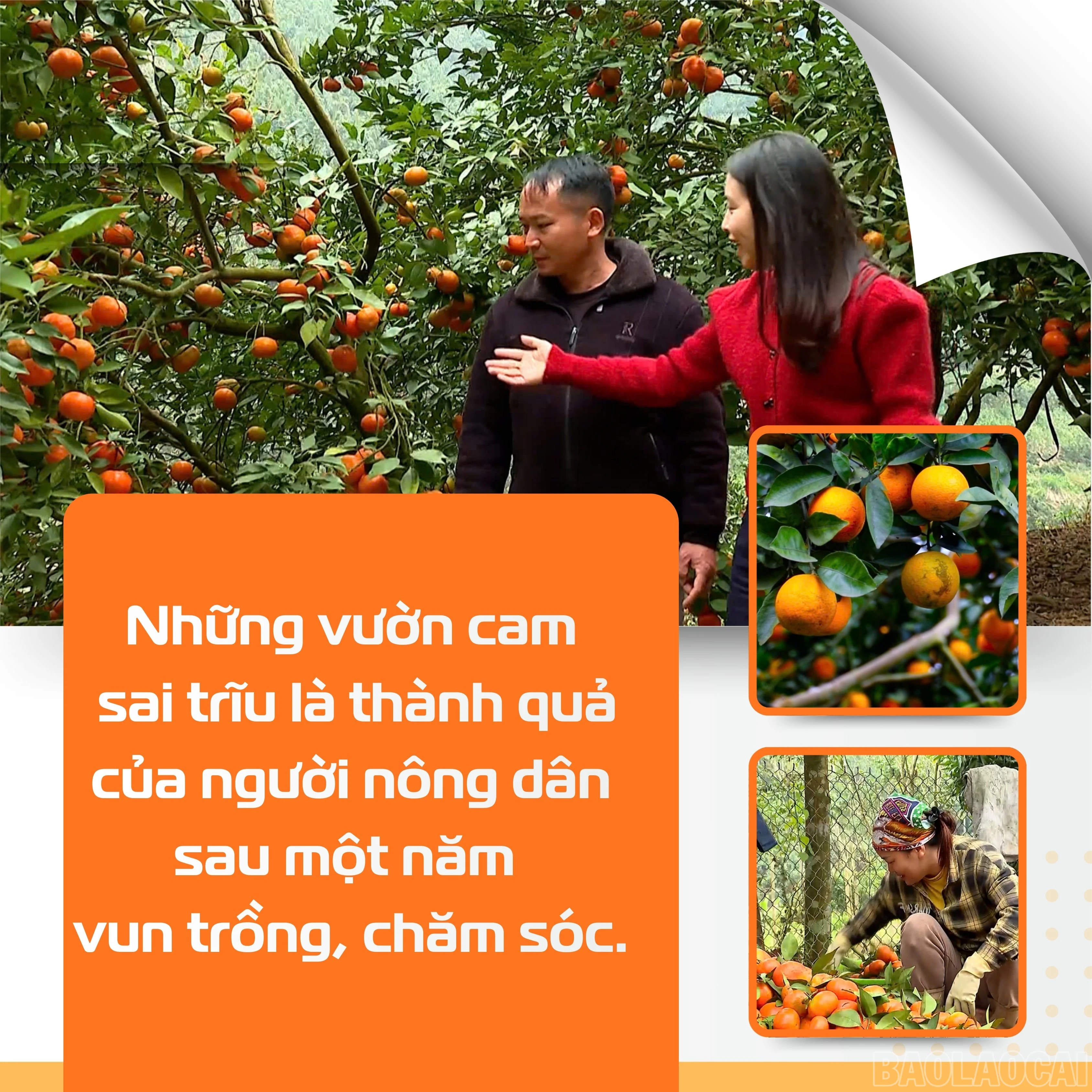 baolaocai-br_green-and-white-modern-lawn-care-services-instagram-post.jpg