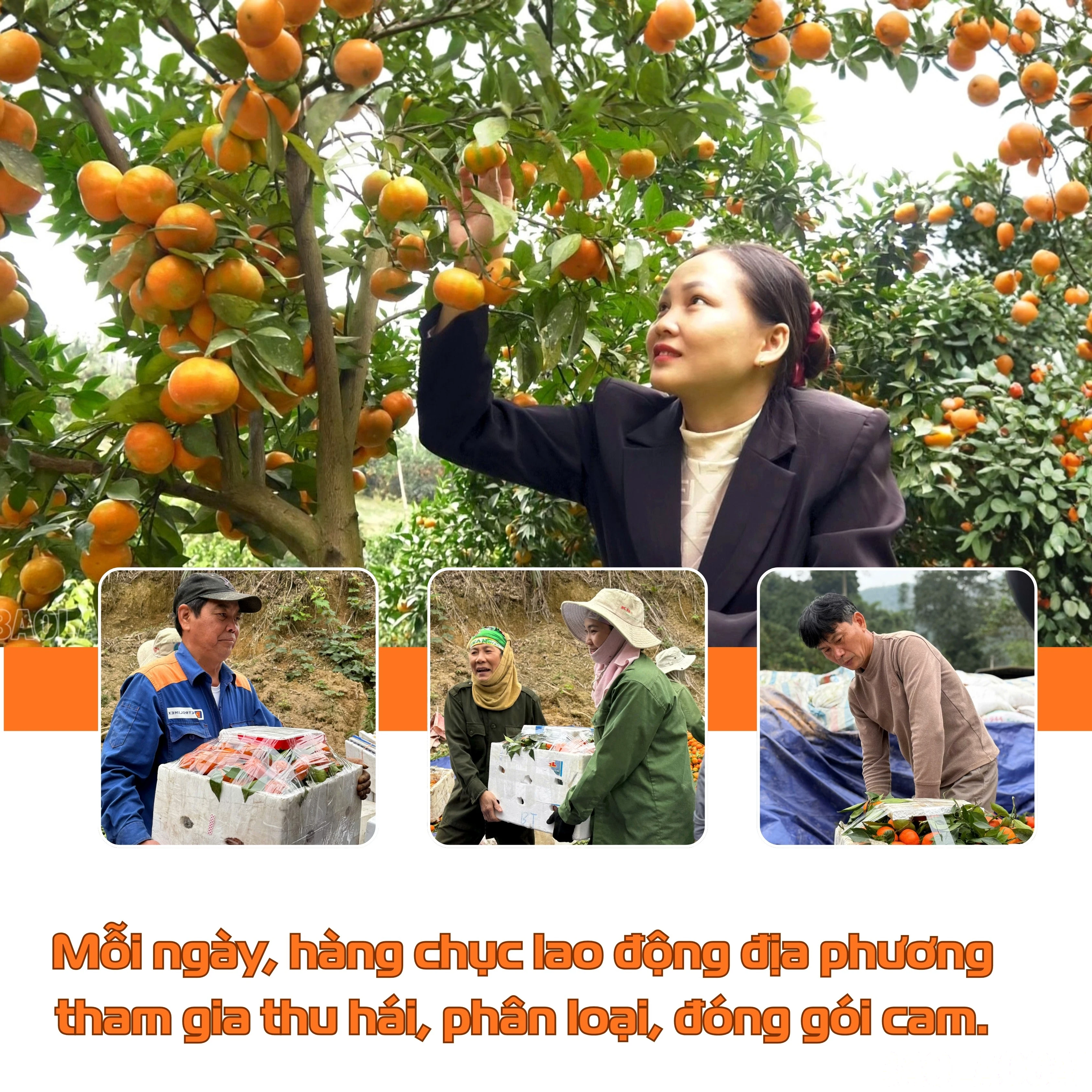 baolaocai-br_green-and-white-modern-agricultural-consulting-services-instagram-post.jpg