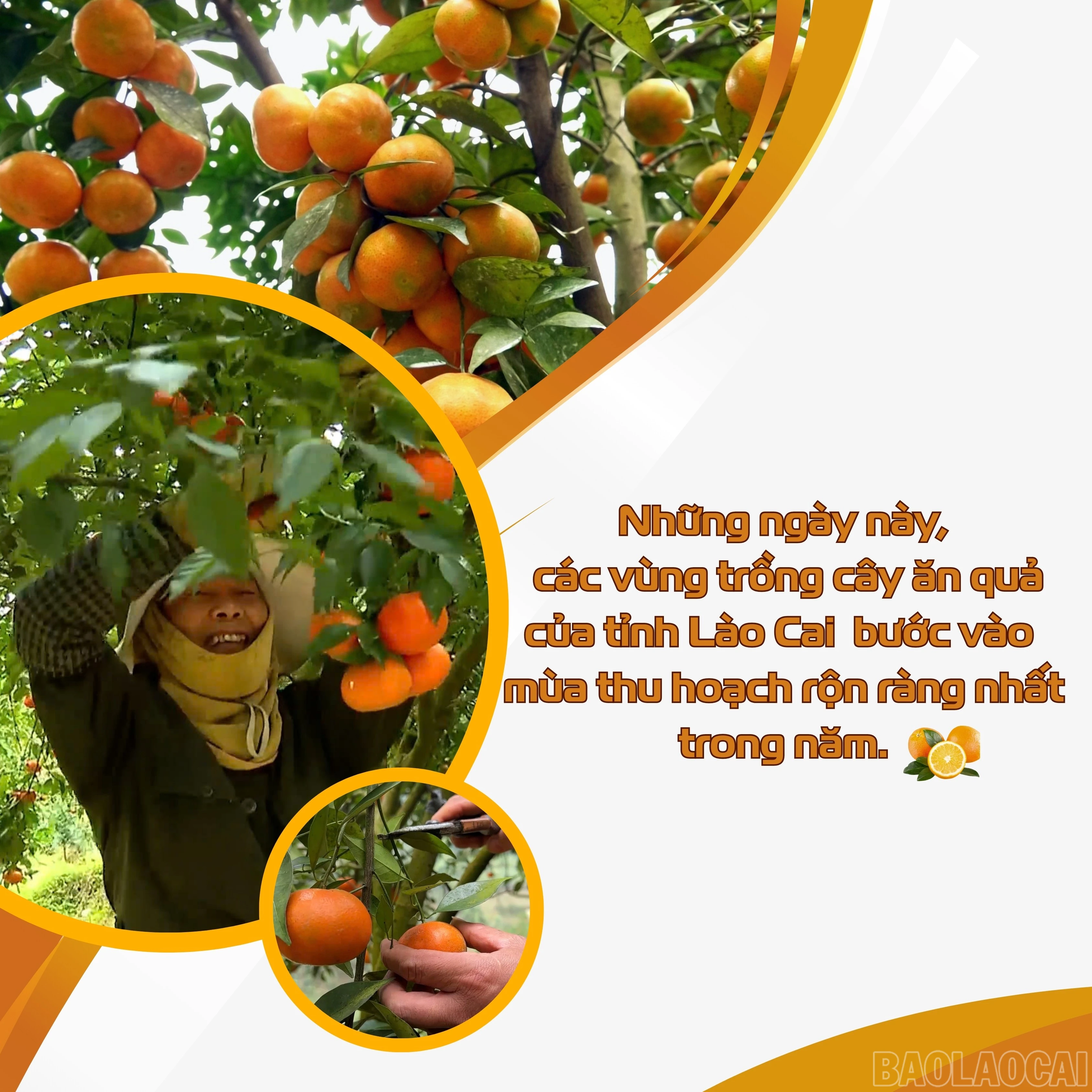 baolaocai-br_agriculture-instagram-post-1.jpg