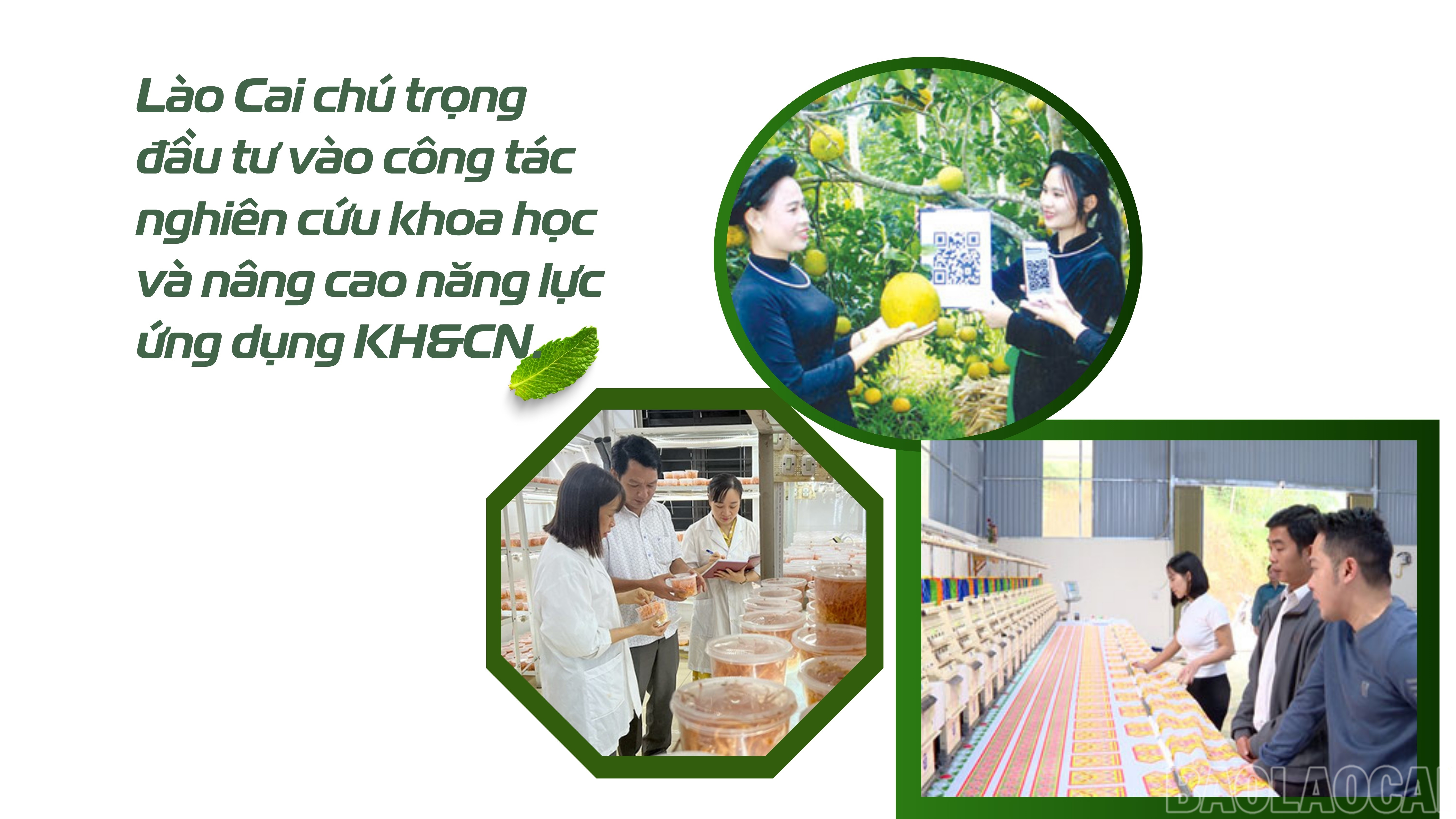 baolaocai-br_green-and-orange-modern-farming-presentation-5.jpg