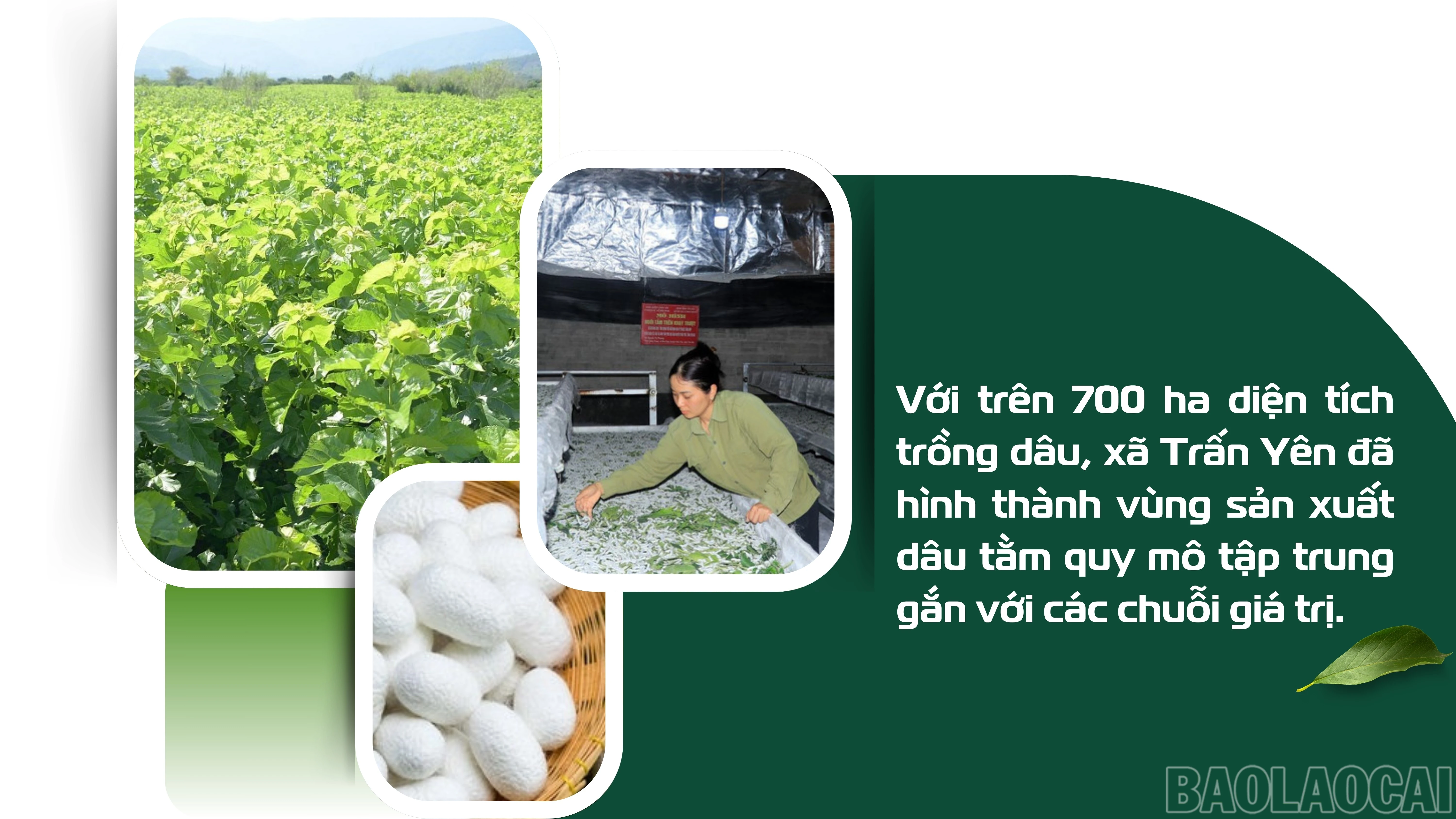 baolaocai-br_white-and-green-modern-agriculture-report-presentation-4.jpg