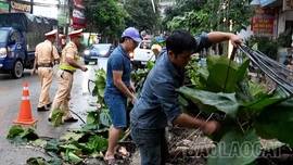 Chùm ảnh: Cây đổ trên một số tuyến đường do dông lốc 