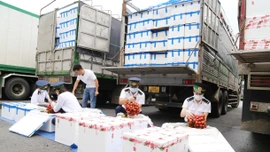 Kim ngạch xuất khẩu quả vải qua Cửa khẩu Lào Cai đạt trên 32 triệu USD