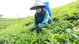 Nông dân Mường Khương thu gần 68 tỷ đồng từ chè xuân