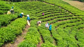 Quỹ hỗ trợ nông dân giúp nông dân Lào Cai vươn lên làm giàu bền vững