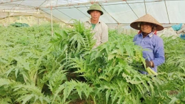 Lào Cai có 9 loại cây dược liệu đạt chứng nhận GACP-WHO