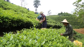 Lào Cai: Năm 2025, giá trị sản xuất từ chè búp tươi đạt trên 960 tỷ đồng
