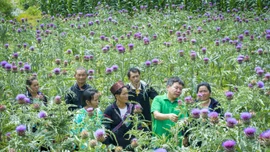 Nhà khoa học của nhà nông và hành trình đưa dược liệu bền vững đến với nông dân Lào Cai