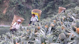 Nông dân Bản Lầu chung tay phát triển kinh tế tập thể