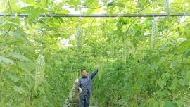 Nông dân Gia Phú và nhịp sống trên những ruộng rau