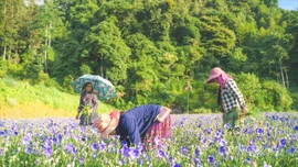 Nông dân Lùng Phình đổi mới sản xuất, nâng cao thu nhập