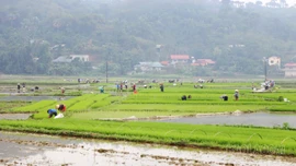 Đẩy nhanh tiến độ gieo cấy lúa xuân, phấn đấu hoàn thành trước ngày 15/3