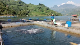 Giá sản phẩm chăn nuôi, thủy sản duy trì ổn định 