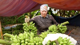 Chuối “cống phẩm” lên ngôi