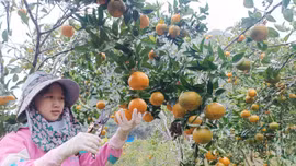 Đổi thay ở xã biên giới Pha Long