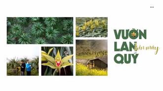 Một góc vườn lan trần mộng nhìn từ trên cao.