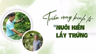 Triển vọng kinh tế từ nuôi kiến lấy trứng