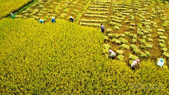 [Ảnh] Nông dân vượt nắng nóng thu hoạch lúa xuân