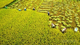 Nông dân vượt nắng nóng thu hoạch lúa xuân