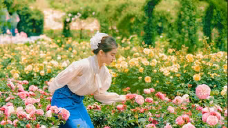 Hành trình của loài hoa biểu tượng hòa bình