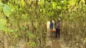 Mướp đắng cho quả ngọt