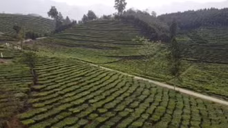 Ngát xanh vùng chè Phẳng Tao