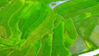 Bức tranh cánh đồng lúa Séng cù lớn nhất Lào Cai