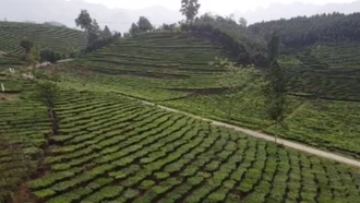 Ngát xanh vùng chè Phẳng Tao