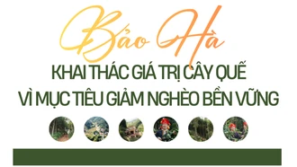 Bảo Hà khai thác giá trị cây quế vì mục tiêu giảm nghèo bền vững