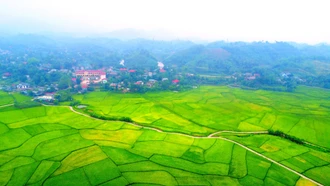 Vẻ đẹp của những "vựa lúa" nhìn từ trên cao