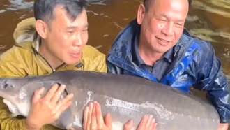 Nuôi cá tầm khổng lồ trên núi Dền Sáng