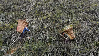 [Ảnh] "Người nhện" đem quả ngọt xuống núi